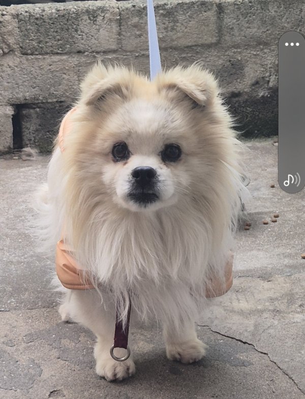 강아지를 찾습니다