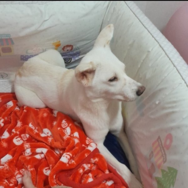 강아지를 찾습니다