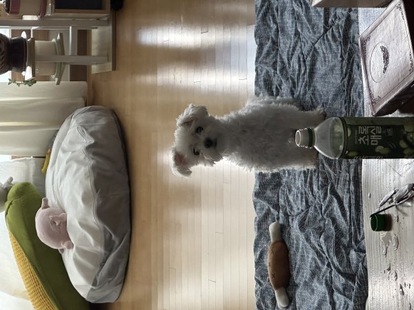 강아지를 찾습니다