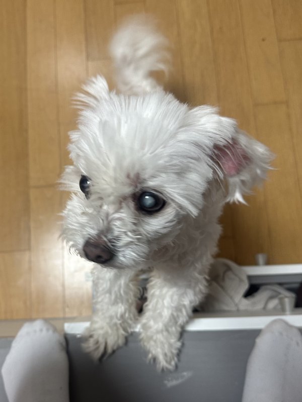 강아지를 찾습니다