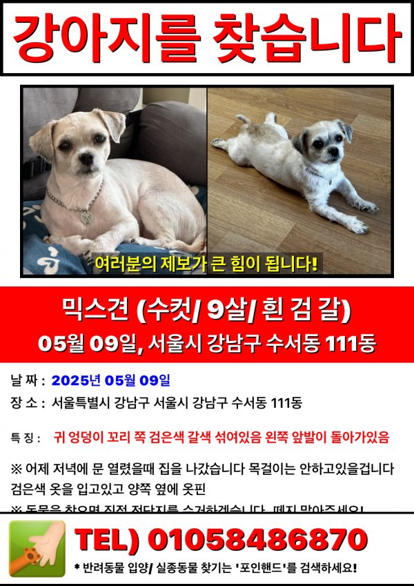 강아지를 찾습니다