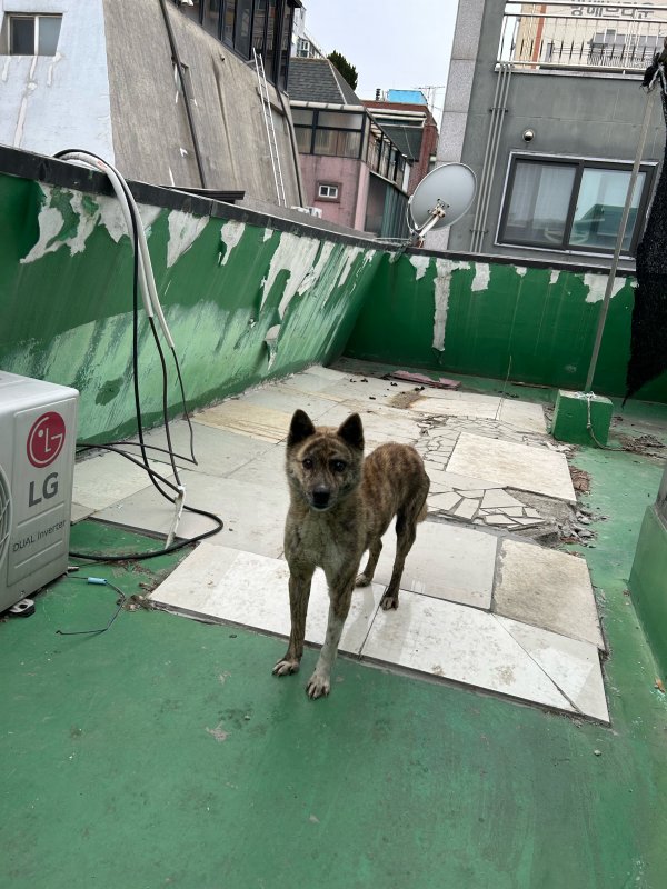 강아지를 찾습니다