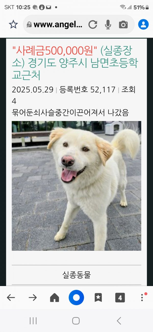 강아지를 찾습니다