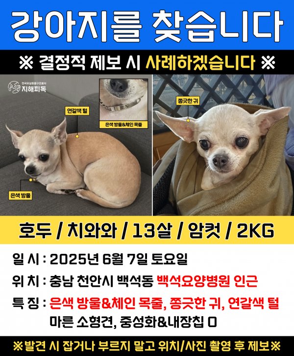 강아지를 찾습니다