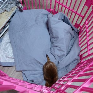 잃어버린 동물을 찾습니다 다람쥐 인천광역시 서구