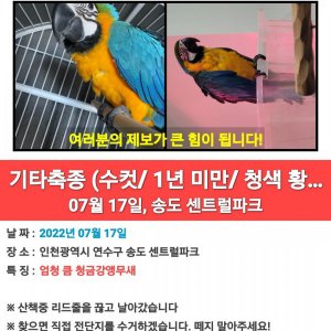 잃어버린 동물을 찾습니다 앵무새 인천광역시 연수구