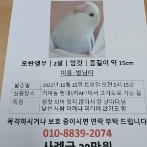 실종동물 조류 서울특별시 송파구