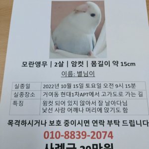 잃어버린 동물을 찾습니다 조류 서울특별시 송파구