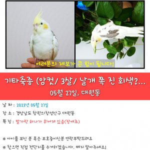 실종동물 앵무새 경상남도 창원시 성산구