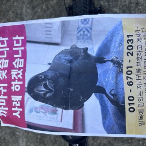 실종동물 조류 충청남도 예산군