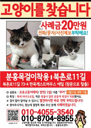 고양이를 찾습니다 전단지