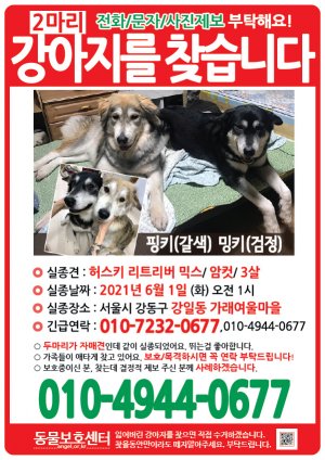 강아지를 찾습니다 전단지