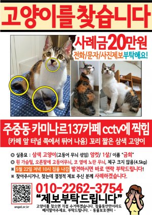 고양이를 찾습니다 전단지