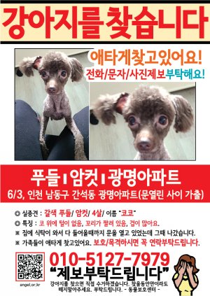 강아지를 찾습니다 전단지