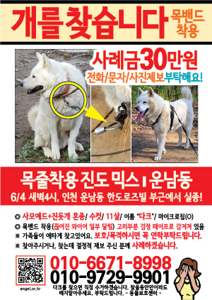 강아지를 찾습니다 전단지