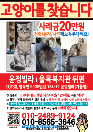 고양이를 찾습니다 전단지