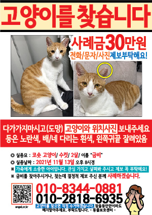 고양이를 찾습니다 전단지