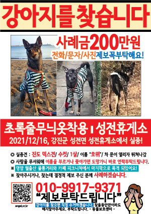 강아지를 찾습니다 전단지