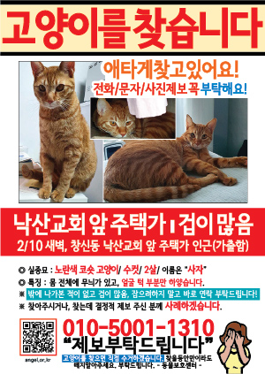 고양이를 찾습니다 전단지