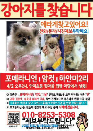 강아지를 찾습니다 전단지