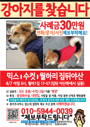 강아지를 찾습니다 전단지