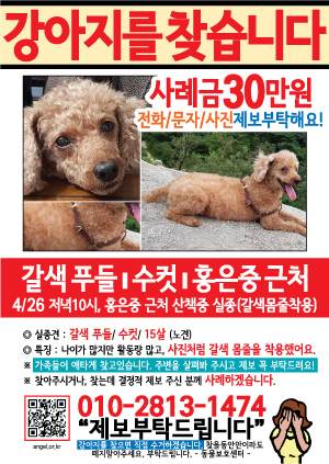 강아지를 찾습니다 전단지