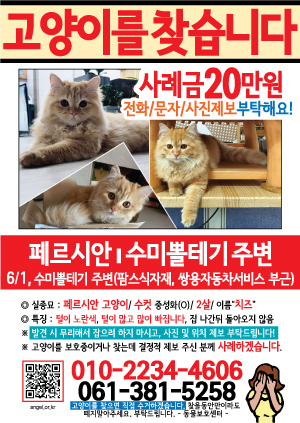 고양이를 찾습니다 전단지