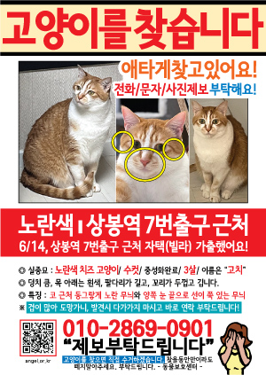 고양이를 찾습니다 전단지