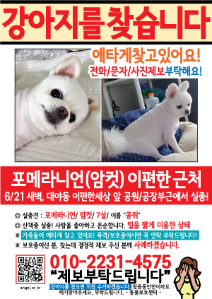 강아지를 찾습니다 전단지