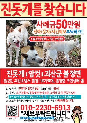 강아지를 찾습니다 전단지