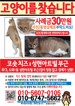 고양이를 찾습니다 전단지