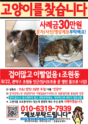 고양이를 찾습니다 전단지