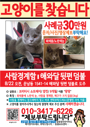 고양이를 찾습니다 전단지