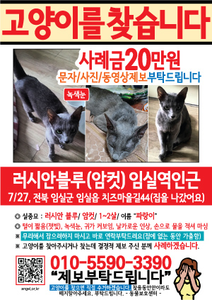 고양이를 찾습니다 전단지