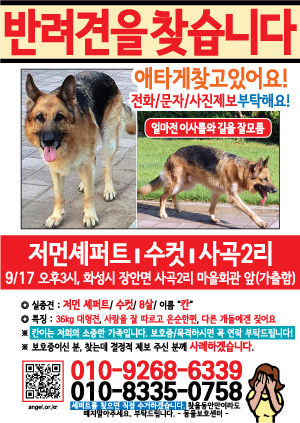 강아지를 찾습니다 전단지