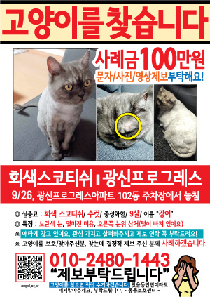 고양이를 찾습니다 전단지