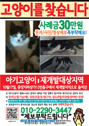 고양이를 찾습니다 전단지