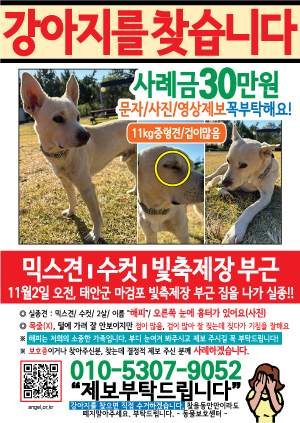 강아지를 찾습니다 전단지