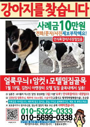 강아지를 찾습니다 전단지