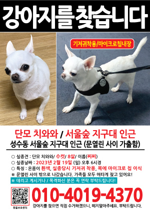 강아지를 찾습니다 전단지