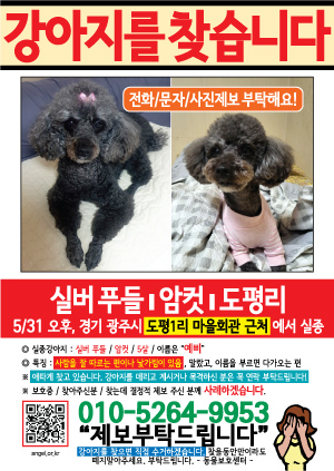 강아지를 찾습니다 전단지