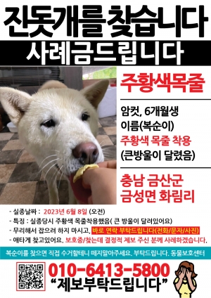 강아지를 찾습니다 전단지