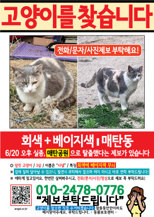 고양이를 찾습니다 전단지