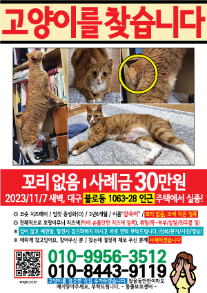 고양이를 찾습니다 전단지