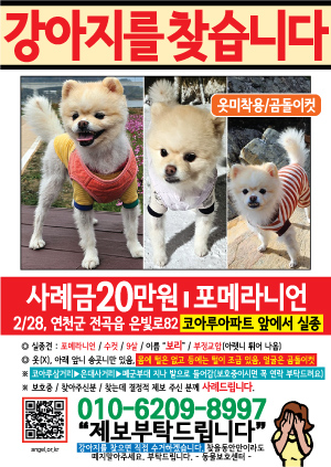 강아지를 찾습니다 전단지