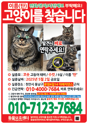 고양이를 찾습니다 전단지