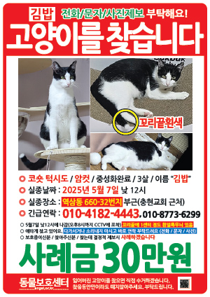 고양이를 찾습니다 전단지