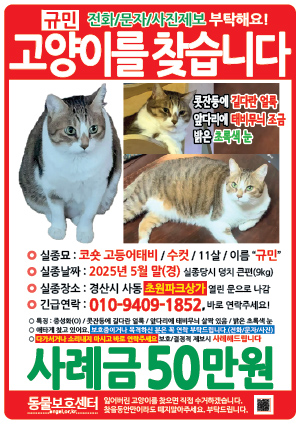 고양이를 찾습니다 전단지