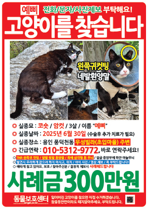고양이를 찾습니다 전단지