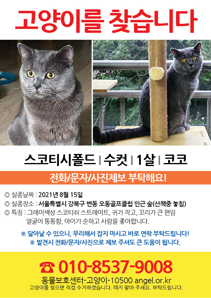 강아지 고양이 전단지